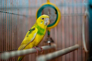 Як вилікувати папуга з галочки? Як вилікувати папуга з галочки?